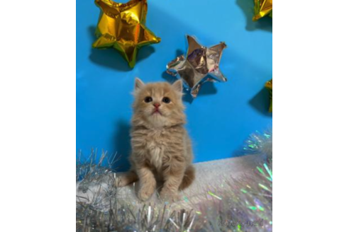 成約済の大阪府のスコティッシュフォールド-68361の1枚目